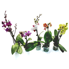 Load image into Gallery viewer, Orchid, 3.5in,Waterfall