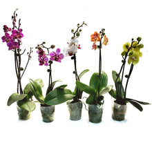 Load image into Gallery viewer, Orchid, 3.5in,Waterfall