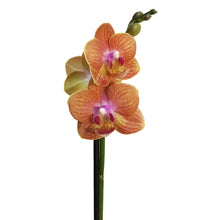 Load image into Gallery viewer, Orchid, 3.5in,Waterfall