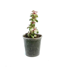 Load image into Gallery viewer, Portulacaria, 2.25In