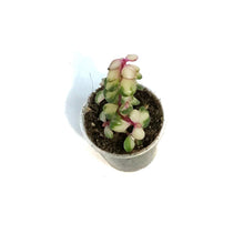 Load image into Gallery viewer, Portulacaria, 2.25In