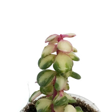 Load image into Gallery viewer, Portulacaria, 2.25In