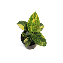 Load image into Gallery viewer, Philodendron, 4in, Green Congo Nuclear