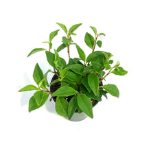 Load image into Gallery viewer, Peperomia, 4in, Pixie Variegated