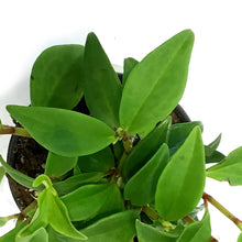 Load image into Gallery viewer, Peperomia, 4in, Pixie Variegated