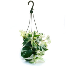 Load image into Gallery viewer, Pothos, 8in, Snow Queen, Hanging Basket