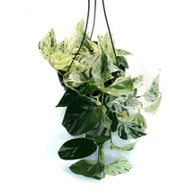 Load image into Gallery viewer, Pothos, 8in, Snow Queen, Hanging Basket