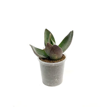 Load image into Gallery viewer, Succulent, 2.25in, Crassula