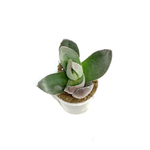 Load image into Gallery viewer, Succulent, 2.25in, Crassula