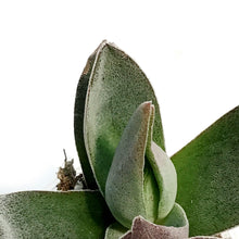 Load image into Gallery viewer, Succulent, 2.25in, Crassula