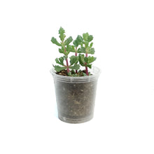 Load image into Gallery viewer, Succulent, 2.25in, Oscularia