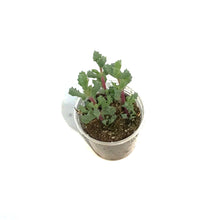Load image into Gallery viewer, Succulent, 2.25in, Oscularia