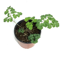 Load image into Gallery viewer, Aquilegia, 1 gal, Barlow Black