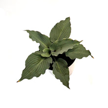 Load image into Gallery viewer, Hosta, 1 gal, Skywriter