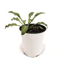 Load image into Gallery viewer, Hosta, 1 gal, Siberian Tiger