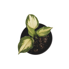 Load image into Gallery viewer, Hosta, 1 gal, Lakeside Paisley