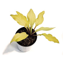 Load image into Gallery viewer, Hosta, 1 gal,Lipstick Blonde