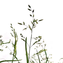 Load image into Gallery viewer, Grass, 1 gal, Sdoats Honeycomb