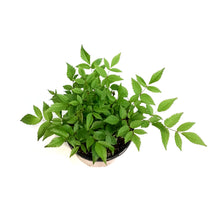 Load image into Gallery viewer, Astilbe, 1 gal, Drum & Bass