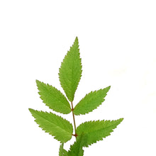 Load image into Gallery viewer, Astilbe, 1 gal, Drum & Bass