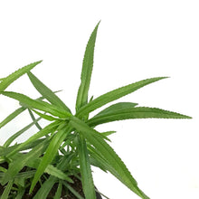 Load image into Gallery viewer, Achillea, 1 gal, Cottontail