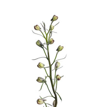 Load image into Gallery viewer, Delphinium, 1 gal, Rose white bee