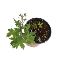 Load image into Gallery viewer, Delphinium, 1 gal, Rose white bee