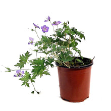 Load image into Gallery viewer, Geranium, 1 gal, Hybdria, Johnsons Blue