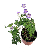 Load image into Gallery viewer, Geranium, 1 gal, Hybdria, Johnsons Blue