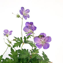 Load image into Gallery viewer, Geranium, 1 gal, Hybdria, Johnsons Blue