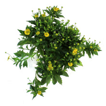 Load image into Gallery viewer, Helenium, 1 gal, Mariachi Sombreo
