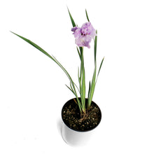 Load image into Gallery viewer, Iris, 1 gal, Peacock Pink Parfait