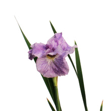 Load image into Gallery viewer, Iris, 1 gal, Peacock Pink Parfait