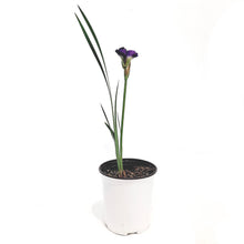 Load image into Gallery viewer, Iris, 1 Gal, Siberina Iris