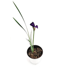 Load image into Gallery viewer, Iris, 1 Gal, Siberina Iris