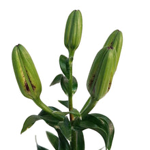 Load image into Gallery viewer, Lilium, Asiatic, 1 gal, Looks Tiny MAssive