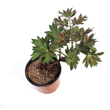 Load image into Gallery viewer, Peony, 1 gal, Bartzella