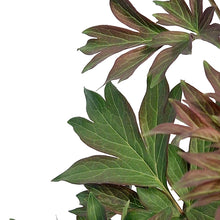 Load image into Gallery viewer, Peony, 1 gal, Bartzella