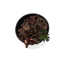Load image into Gallery viewer, Peony, 1 gal, Magical Mystery Tour
