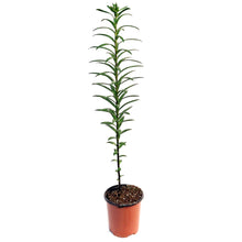 Load image into Gallery viewer, Lilium, Asiatic, 1 gal, Kiss Easy Spot