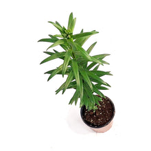 Load image into Gallery viewer, Lilium, Asiatic, 1 gal, Kiss Easy Spot