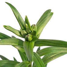 Load image into Gallery viewer, Lilium, Asiatic, 1 gal, Kiss Easy Spot