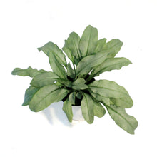 Load image into Gallery viewer, Pulmonaria, 1 gal, Majeste