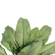 Load image into Gallery viewer, Pulmonaria, 1 gal, Majeste