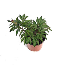 Load image into Gallery viewer, Peony, 1 gal, Do Tell