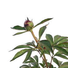 Load image into Gallery viewer, Peony, 1 gal, Do Tell