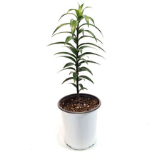 Load image into Gallery viewer, Lilium, Oriental, 1 gal, Sunny Bliss