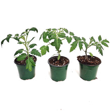 Load image into Gallery viewer, Vegetable, 4in, Potted,Tomato