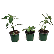 Load image into Gallery viewer, Vegetable, 4in, Potted, Peppers