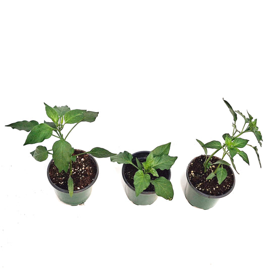 Vegetable, 4in, Potted, Peppers